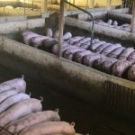 Amenda considerabila pentru un fermier de porci din judet Altii au fost atentionati
