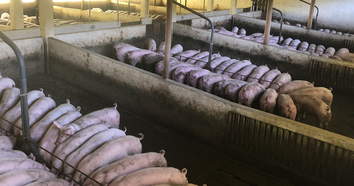Amenda considerabila pentru un fermier de porci din judet Altii au fost atentionati