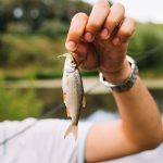 Cat de poluate sunt raurile din orasele noastre Particule de plastice gasite in toti pestii luati dintr un rau din judetul vecin