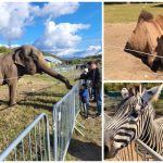 Zoo Park se intoarce la Satu Mare Singurul loc din Romania unde copiii pot hrani un elefant