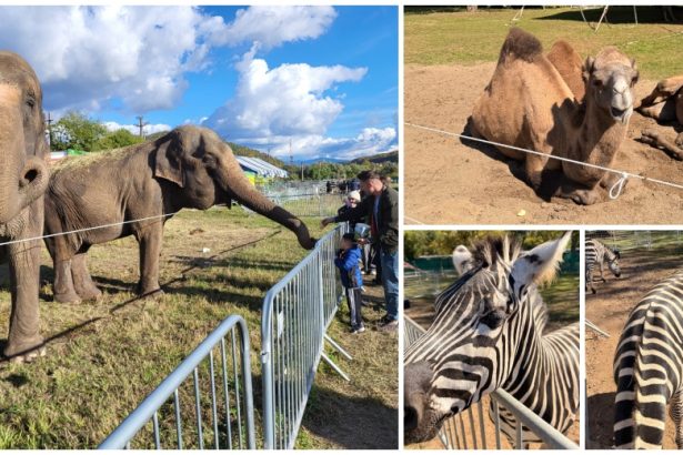 Zoo Park se intoarce la Satu Mare Singurul loc din Romania unde copiii pot hrani un elefant