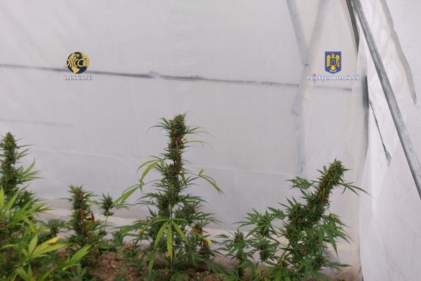 CULMEA JUSTITIEI Un satmarean a FOST ELIBERAT dupa ce a infiintat propria cultura de cannabis