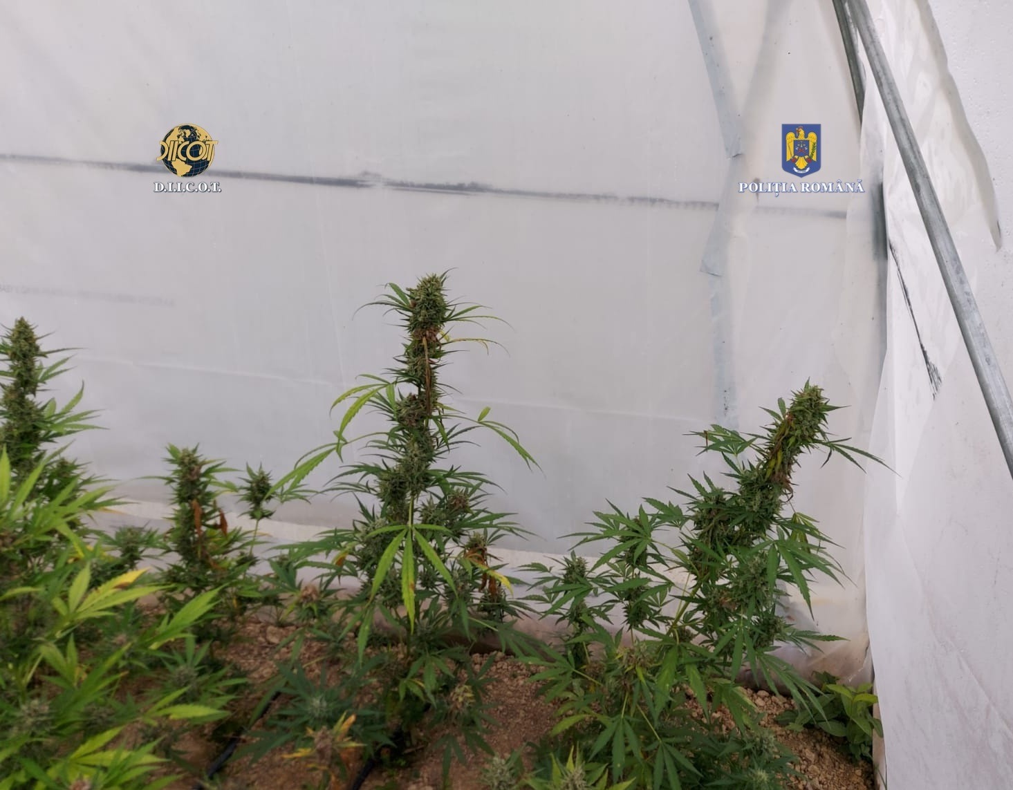 CULMEA JUSTITIEI Un satmarean a FOST ELIBERAT dupa ce a infiintat propria cultura de cannabis