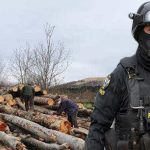 doi frati au taiat aproape o padure intreaga 478 de copaci in satu mare de foame s au justificat