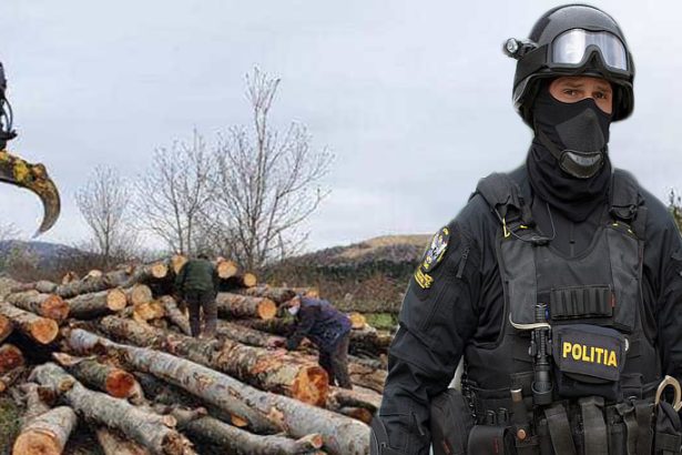 doi frati au taiat aproape o padure intreaga 478 de copaci in satu mare de foame s au justificat