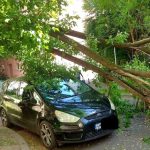 foto copaci doborati de vant in mai multe zone din satu mare au caiut si peste automobile