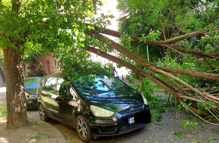 foto copaci doborati de vant in mai multe zone din satu mare au caiut si peste automobile