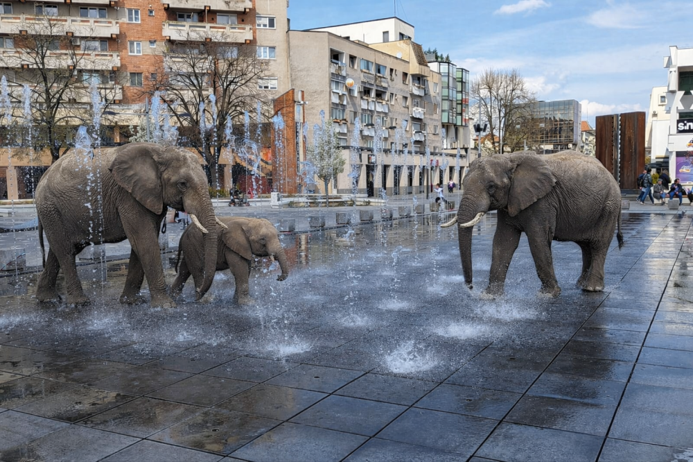 fotovideo elefantii au fugit de la zoopark de la auchan si se racoresc in centrul satmarului
