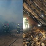 FOTOGALERIE Flacari imense la Boghish O persoana s a ars zeci de animale salvate in ultimul moment