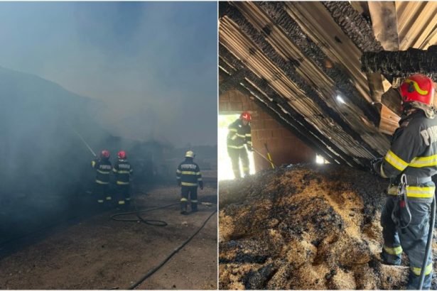 FOTOGALERIE Flacari imense la Boghish O persoana s a ars zeci de animale salvate in ultimul moment