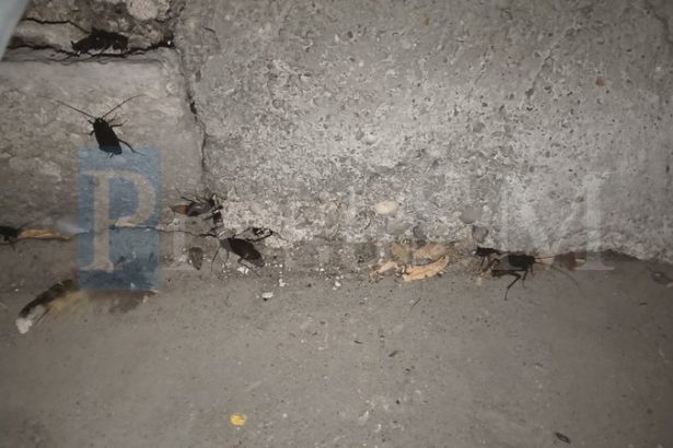 Invazie de gandaci in mai multe cartiere din Satu Mare pe fondul caldurii extreme