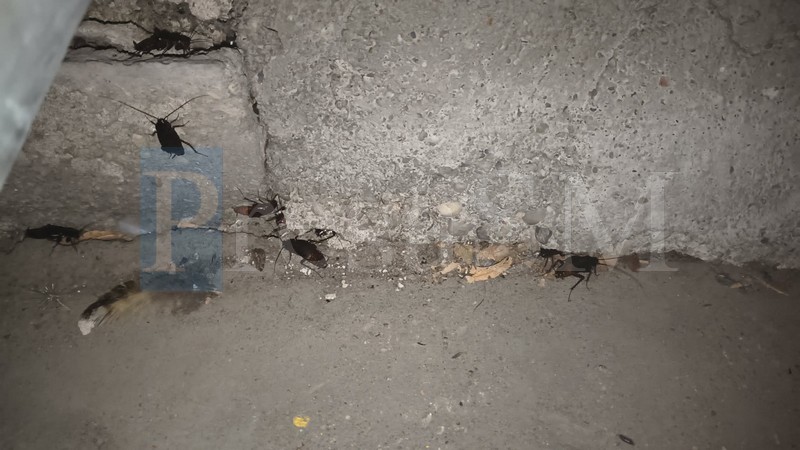 Invazie de gandaci in mai multe cartiere din Satu Mare pe fondul caldurii