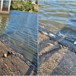 foto imagini impresionante pesti sufocati pe lacul calineti ce declara autoritatile raurile din judet la niveluri minime istorice