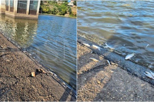 foto imagini impresionante pesti sufocati pe lacul calineti ce declara autoritatile raurile din judet la niveluri minime istorice