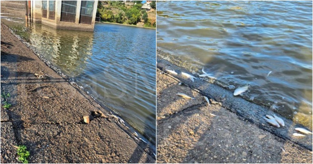 foto imagini impresionante pesti sufocati pe lacul calineti ce declara autoritatile raurile din judet la niveluri minime istorice