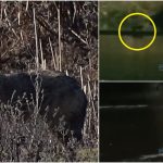 video lupi de balta in municipiul satu mare trei exemplare filmate noaptea in zona podului transilvania