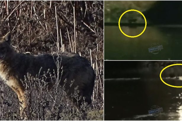 video lupi de balta in municipiul satu mare trei exemplare filmate noaptea in zona podului transilvania