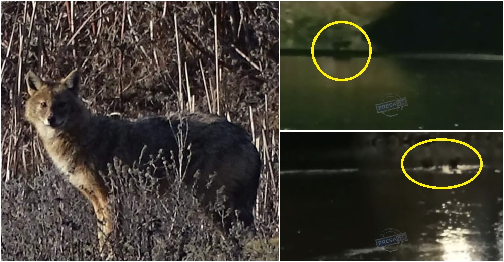 video lupi de balta in municipiul satu mare trei exemplare filmate noaptea in zona podului transilvania