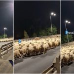 video noapte ciudata in satu mare o turma de sute de oi a oprit circulatia pe podul decebal gest laudabil al ciobanului