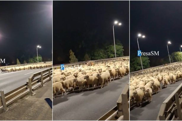 video noapte ciudata in satu mare o turma de sute de oi a oprit circulatia pe podul decebal gest laudabil al ciobanului