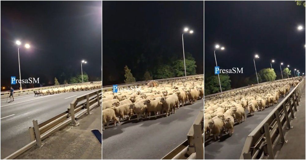 video noapte ciudata in satu mare o turma de sute de oi a oprit circulatia pe podul decebal gest laudabil al ciobanului