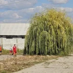 Alertă de incendiu la o fermă de pui din Satu Mare! Mobilizare de forțe a pompierilor
