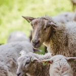 DSVSA avertizează: comerțul ilegal întârzie exporturile de ovine din Satu Mare