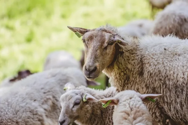 DSVSA avertizează: comerțul ilegal întârzie exporturile de ovine din Satu Mare