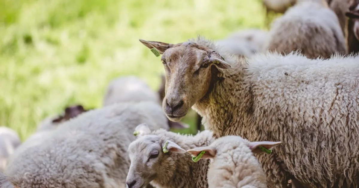 DSVSA avertizează: comerțul ilegal întârzie exporturile de ovine din Satu Mare