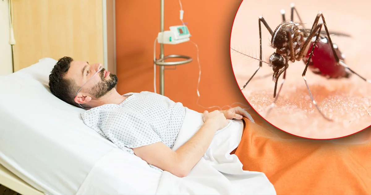 Virusul West Nile confirmat în Satu Mare. Bilanț tragic: cinci decese în România