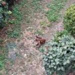 Vulpe, posibil bolnavă, filmată în mijlocul unui cartier din Satu Mare, lângă un bloc