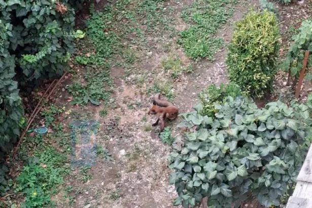Vulpe, posibil bolnavă, filmată în mijlocul unui cartier din Satu Mare, lângă un bloc